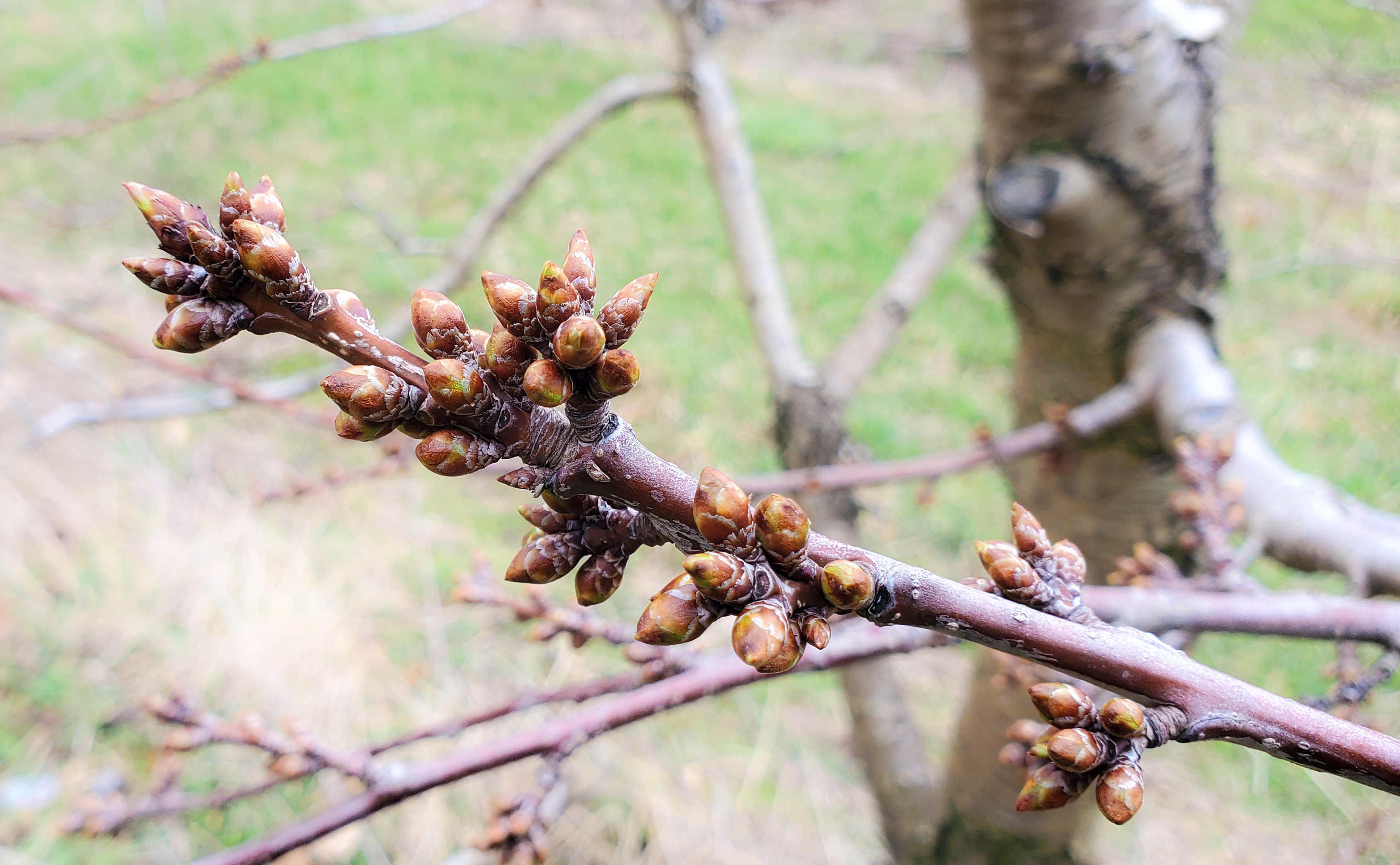 Sweet cherries at side green growth stage.